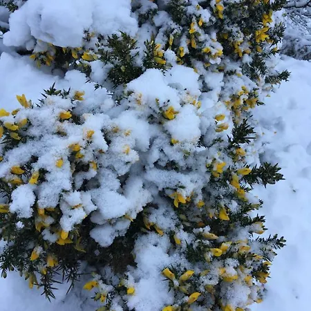 La'al Yam * סדברג